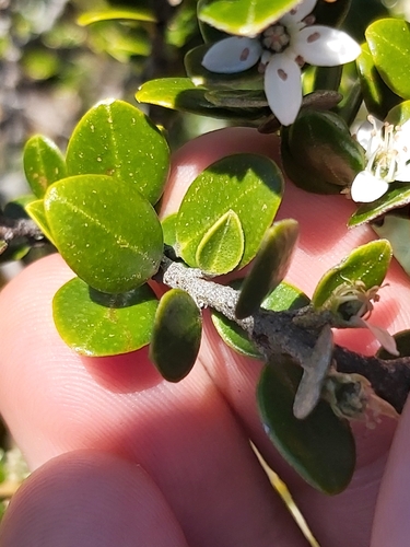 Image of Nematolepis ovatifolia by (c) Tim, some rights reserved (CC BY)