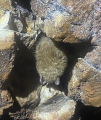 Perimyotis subflavus