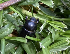 Heteronychus arator