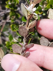 Nematolepis ovatifolia