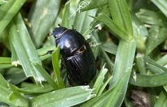 Heteronychus arator