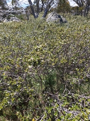 Nematolepis ovatifolia