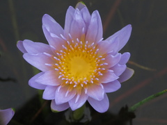 Nymphaea nouchali caerulea