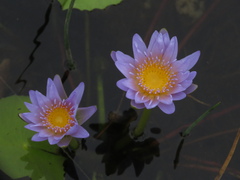 Nymphaea nouchali caerulea