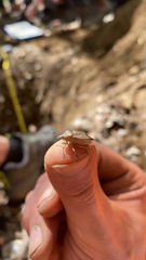 Carpocorini