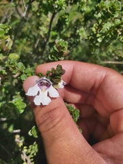 Prostanthera cuneata