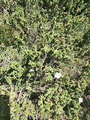 Prostanthera cuneata