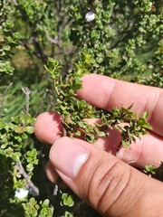 Prostanthera cuneata