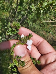 Prostanthera cuneata