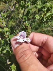 Prostanthera cuneata