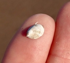 Crepidula convexa