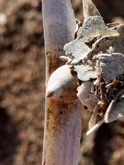 Crepidula convexa