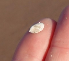 Crepidula convexa