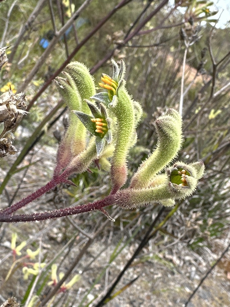 Kangaroo paw flowers with fuzzy claw-shaped blooms