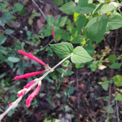 Salvia elegans