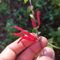 Salvia elegans