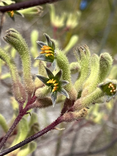 Anigozanthos flavidus