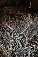 Ephedra