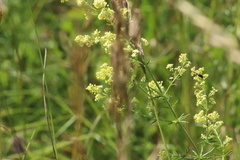 Galium × pomeranicum