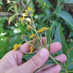 Verbesina virgata
