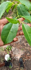 Mimusops elengi parvifolia