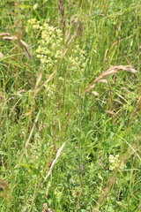 Galium × pomeranicum