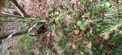 Dianella adenanthera