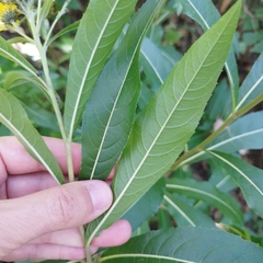 Verbesina virgata