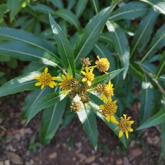 Verbesina virgata