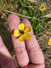Ranunculus graniticola