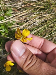Ranunculus graniticola