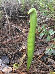Sarracenia minor