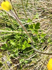 Ranunculus graniticola