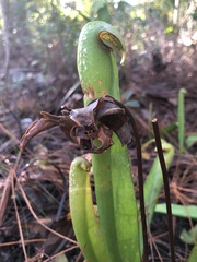Sarracenia minor