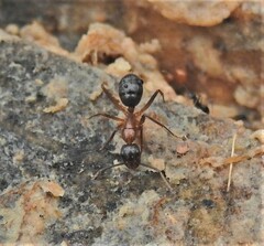 Camponotus atriceps