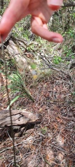 Dianella adenanthera