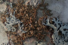 Melanohalea olivacea