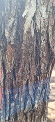 Acacia spirorbis