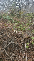Rubus bifrons