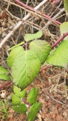 Rubus bifrons