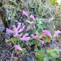 Lamourouxia dasyantha