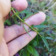 Lamourouxia dasyantha