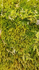 Racomitrium canescens