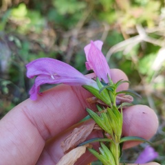 Lamourouxia dasyantha