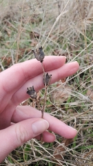 Camassia quamash