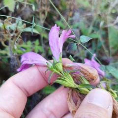 Lamourouxia dasyantha