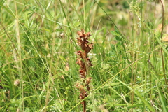 Orobanche gracilis
