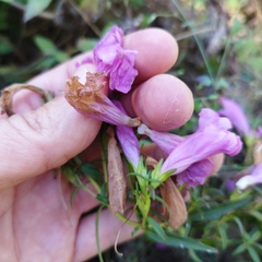 Lamourouxia dasyantha