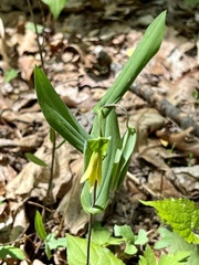 Uvularia perfoliata