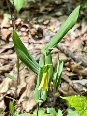 Uvularia perfoliata